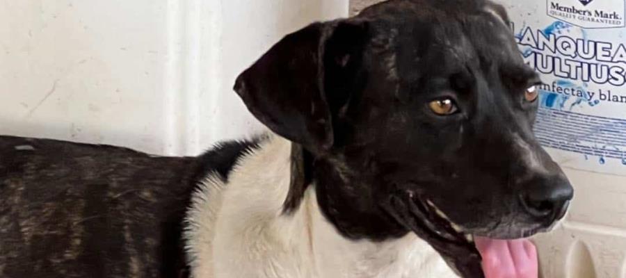 Preparan concurso de disfraces caninos en apoyo a perros en condición de calle