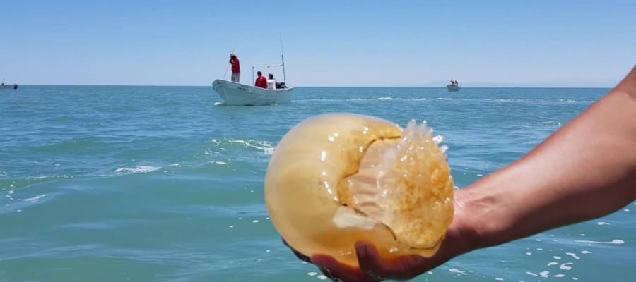 Estudian en Tabasco factibilidad de explotación de la medusa bola de cañón