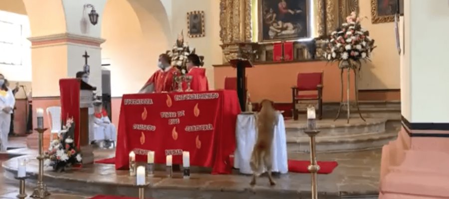 VIDEO: Perrito se roba “pan sagrado” y huye de la iglesia