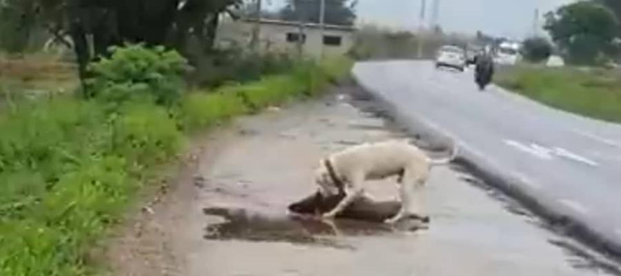 Perrito es atropellado y su mejor amigo trata de revivirlo, sucedió en Oaxaca