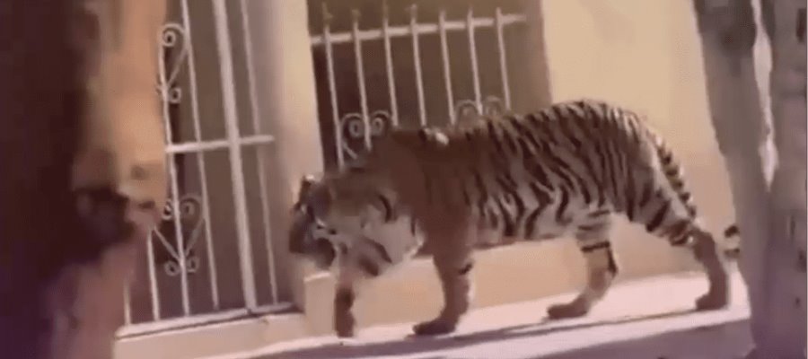 [VIDEO]  Tigre paseaba por calles de Nayarit... su dueño lo encuentra y se lo lleva