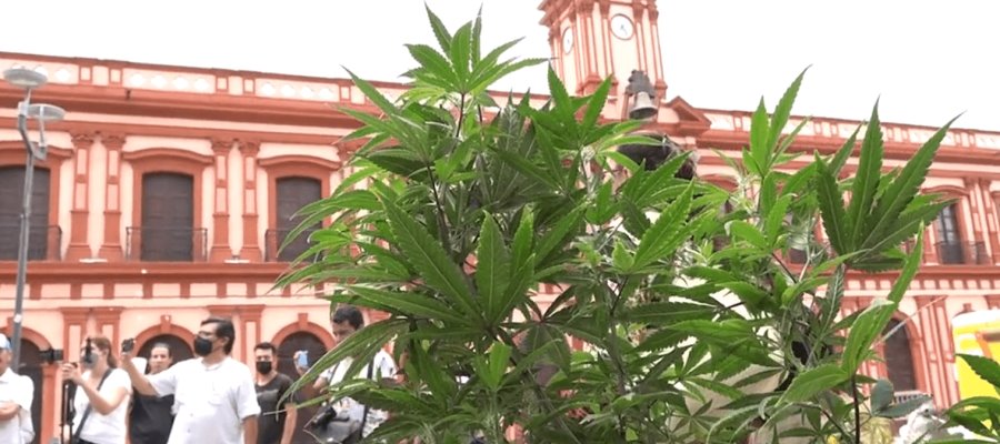 Se roban planta de marihuana sembrada para pedir su despenalización en Colima Se roban planta de marihuana sembrada para pedir su despenalización en Colima