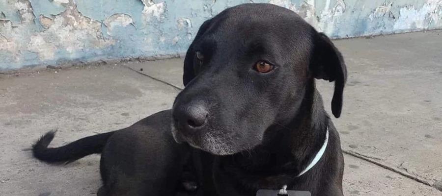 Terminal de autobuses en Acapulco da “trabajo” a perro callejero Terminal de autobuses en Acapulco da “trabajo” a perro callejero