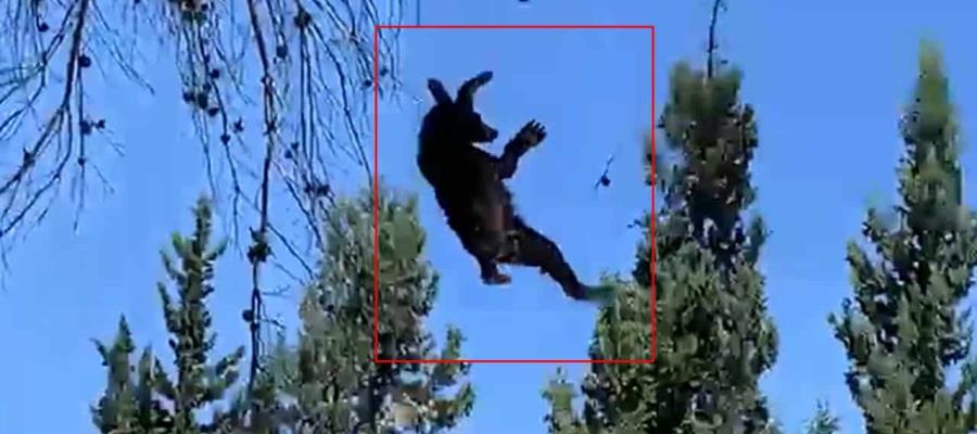 [VIDEO] Sedan a osito y le provocan caída desde un árbol en Coahuila