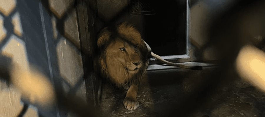 Llegan a Zoológico de Chapultepec primeros felinos rescatados en el Ajusco