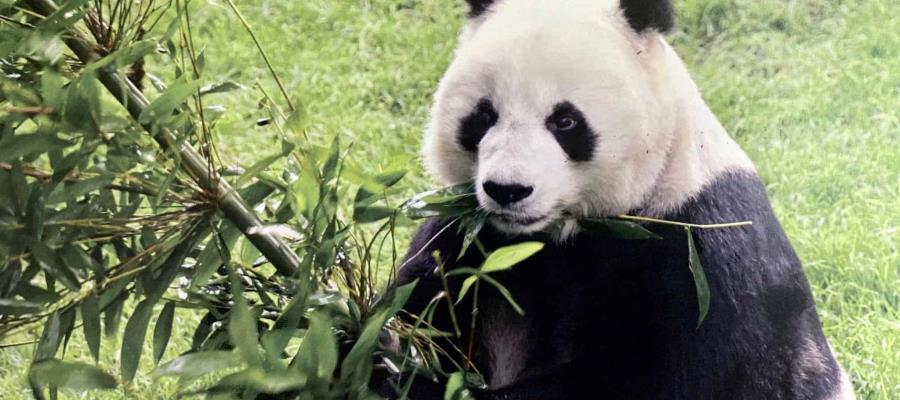 [VIDEO] Muere Shuan Shuan, la panda gigante más longeva de México