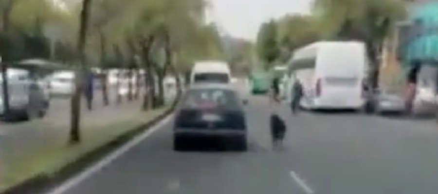 [VIDEO]  Captan a perrito corriendo detrás de un coche en CDMX, presuntamente fue abandonado