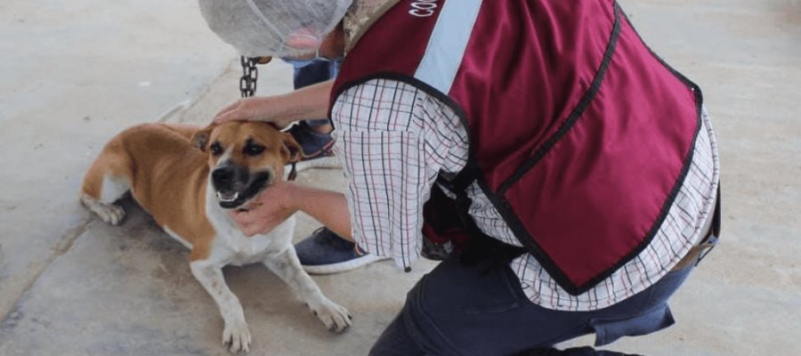 ¡No al Maltrato Animal!, Centro registra 26 denuncias