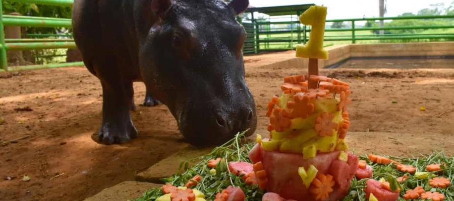 Celebran con torre de frutas y verduras a Gloria, la hipopótamo del Yumká