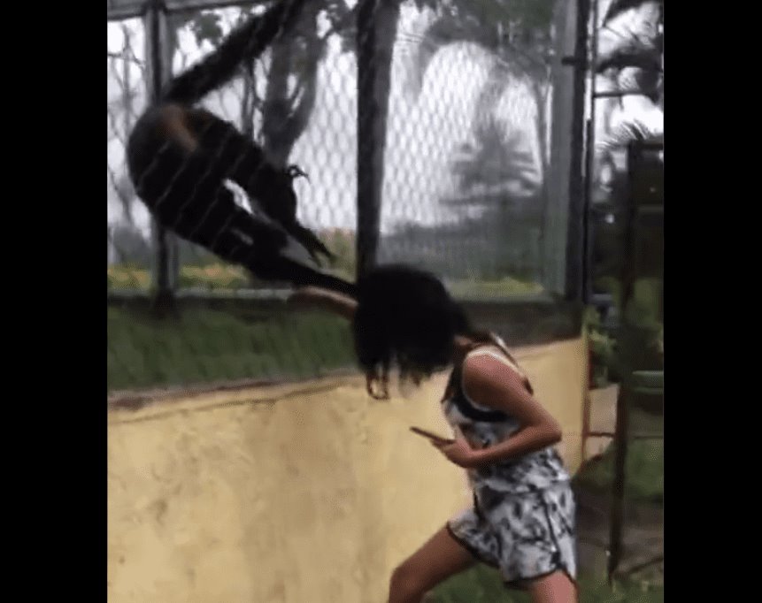 [VIDEO] Joven molesta a mono araña; éste se defiende y le jala el cabello