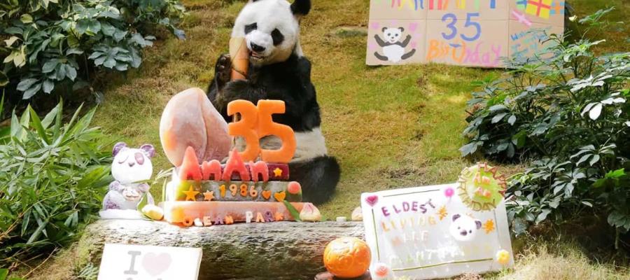 Muere ‘An An’, el panda gigante macho más longevo del mundo