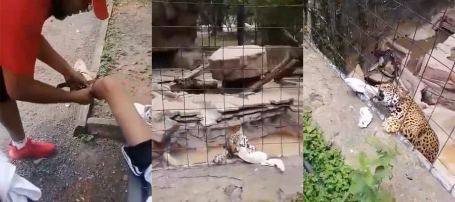 Menor burla seguridad de zoológico de León, Guanajuato y jaguar lo ataca