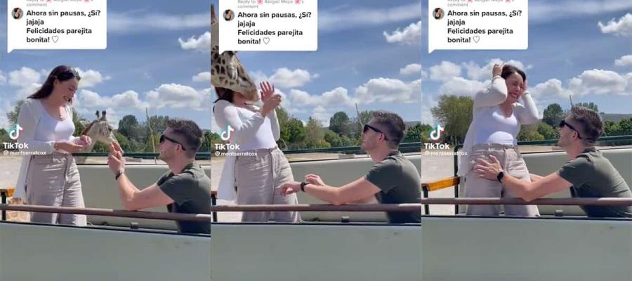 Jirafa interrumpe propuesta de matrimonio