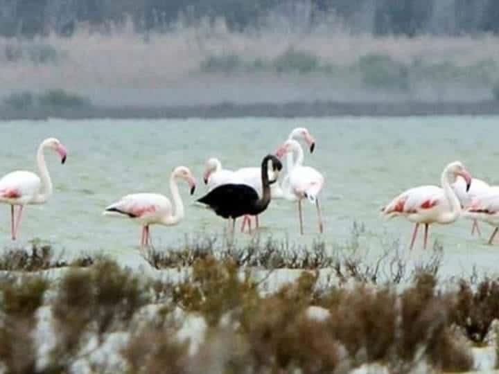 Captan a raro flamenco negro en Chipre