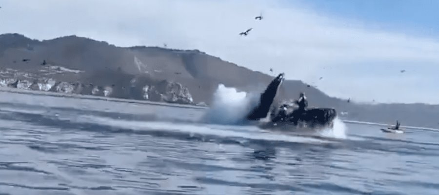 Ballena jorobada ‘se come’ a 2 mujeres en California