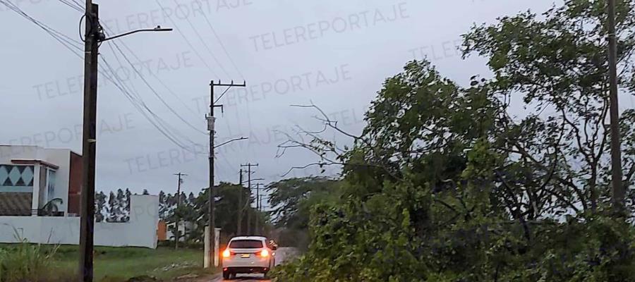 Lluvias fuertes provocan caída de árboles y hasta de semáforos