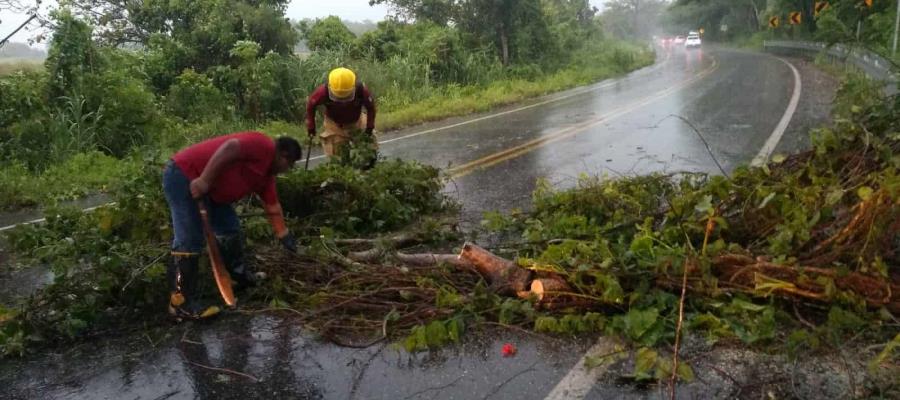 Tromba deja 59 árboles, dos postes de luz y  semáforos tirados  