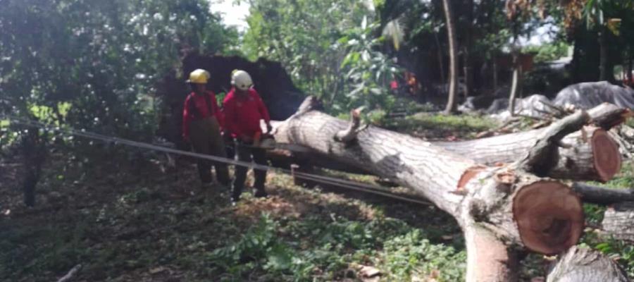 Lento, pero se están resolviendo problemas de energía, tras vientos del domingo: Sedener