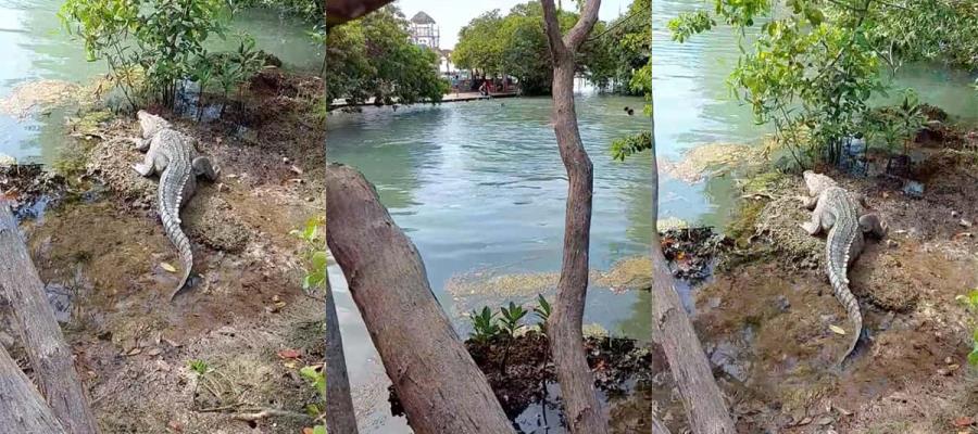 Cocodrilo acecha a bañistas dentro de su hábitat en Río Lagartos en Yucatán