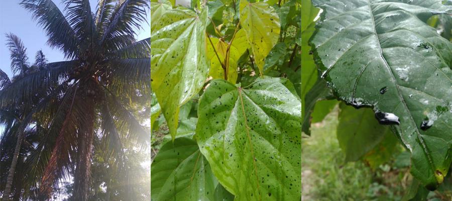 Denuncian contaminación con aceite en plantíos de Cunduacán