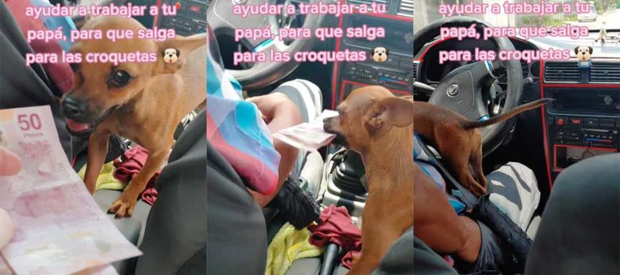 [VIDEO] Perrita acompaña a su dueño taxista y le ayuda a cobrar