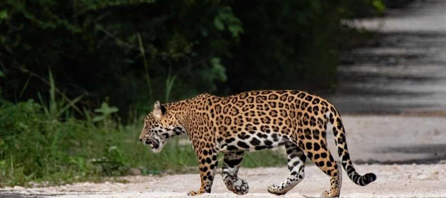 Captan a jaguares en la selva de Felipe Carrillo Puerto, Quintana Roo