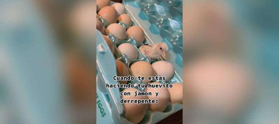 [VIDEO] Mujer encuentra un pollito vivo en una caja de huevos