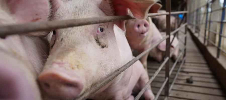 México y tres países más buscan erradicar la peste porcina africana México y tres países más buscan erradicar la peste porcina africana