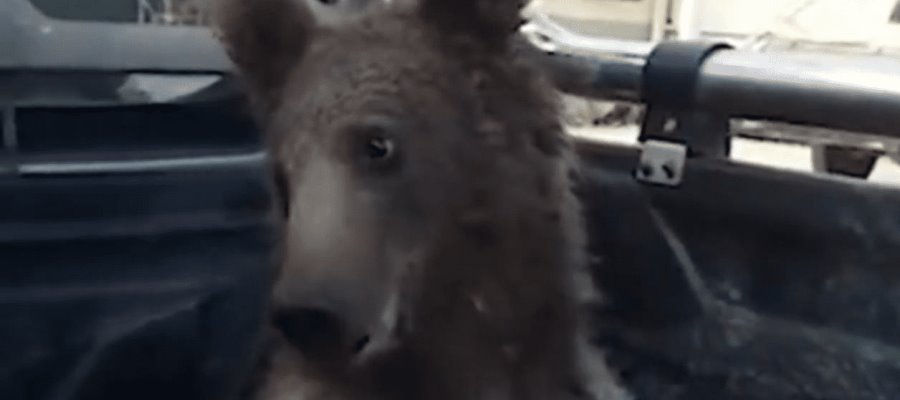 Oso en Turquía caminaba “borracho” y lo auxilian Oso en Turquía caminaba “borracho” y lo auxilian