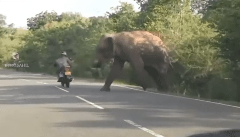 Elefante pide ayuda en la carretera para auxiliar a su cría