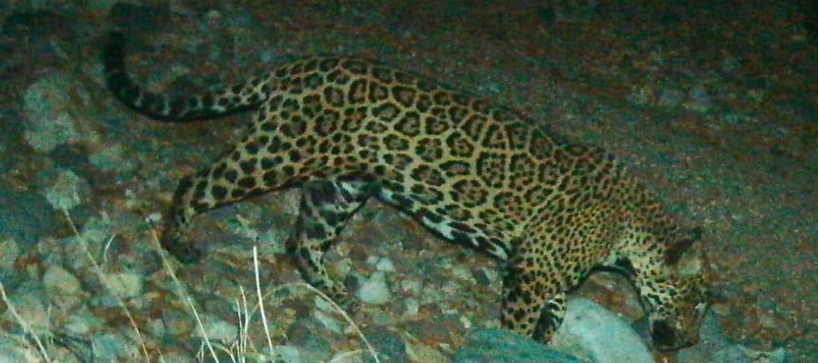 Reaparece ‘El Jefe’, jaguar emblema de la conservación en EE. UU. y México