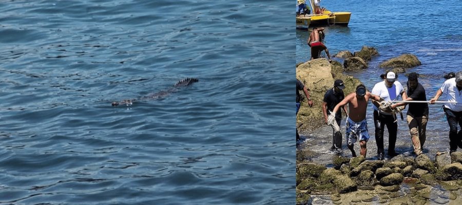 Capturan cocodrilo en playa de Acapulco