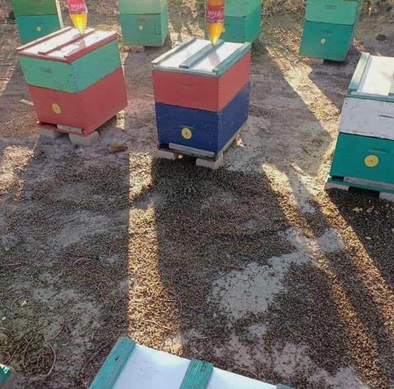 Apicultores reportan muerte masiva de abejas en Colima, por uso de insecticida Finopril Apicultores reportan muerte masiva de abejas en Colima, por uso de insecticida Finopril