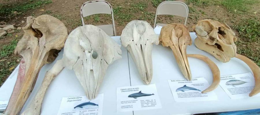 Estudian investigadores de la UJAT especies marinas “raras” rescatadas en costas tabasqueñas