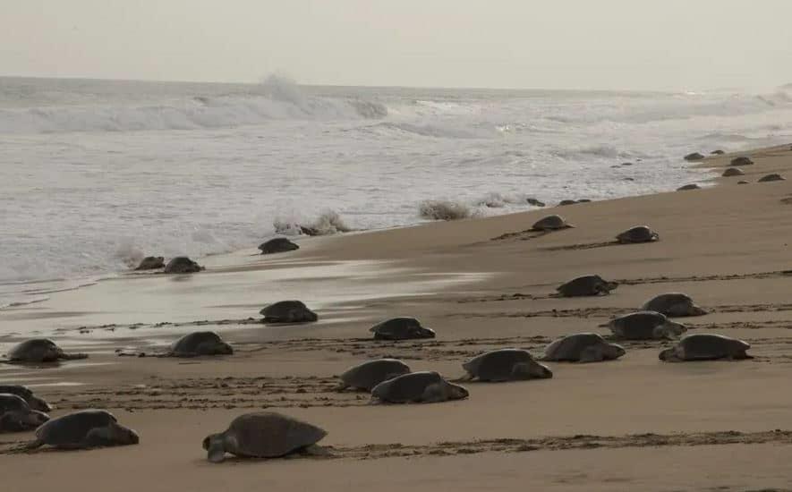 Custodian Semar y Profepa arribo de casi 300 mil tortugas golfinas en Oaxaca