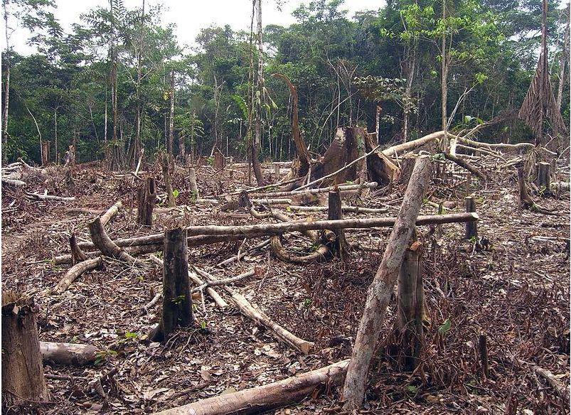 Pierde Tabasco más de 8 mil hectáreas de selva y manglares en la última década