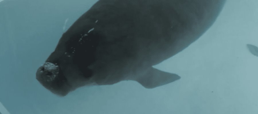 Manatíes rescatados de bebés serán liberados por la UJAT