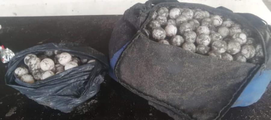 Recuperan 950 huevos de tortugas saqueados de nidos en playas de Tonalá, Chiapas