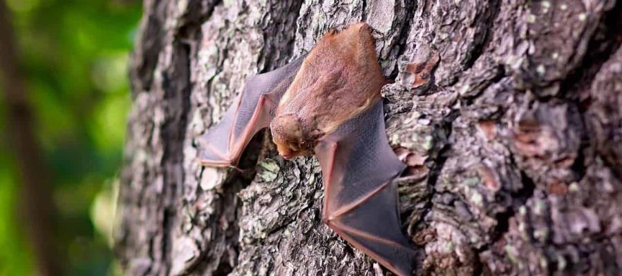 Hallan virus de murciélago similar al coronavirus; afectaría a humanos