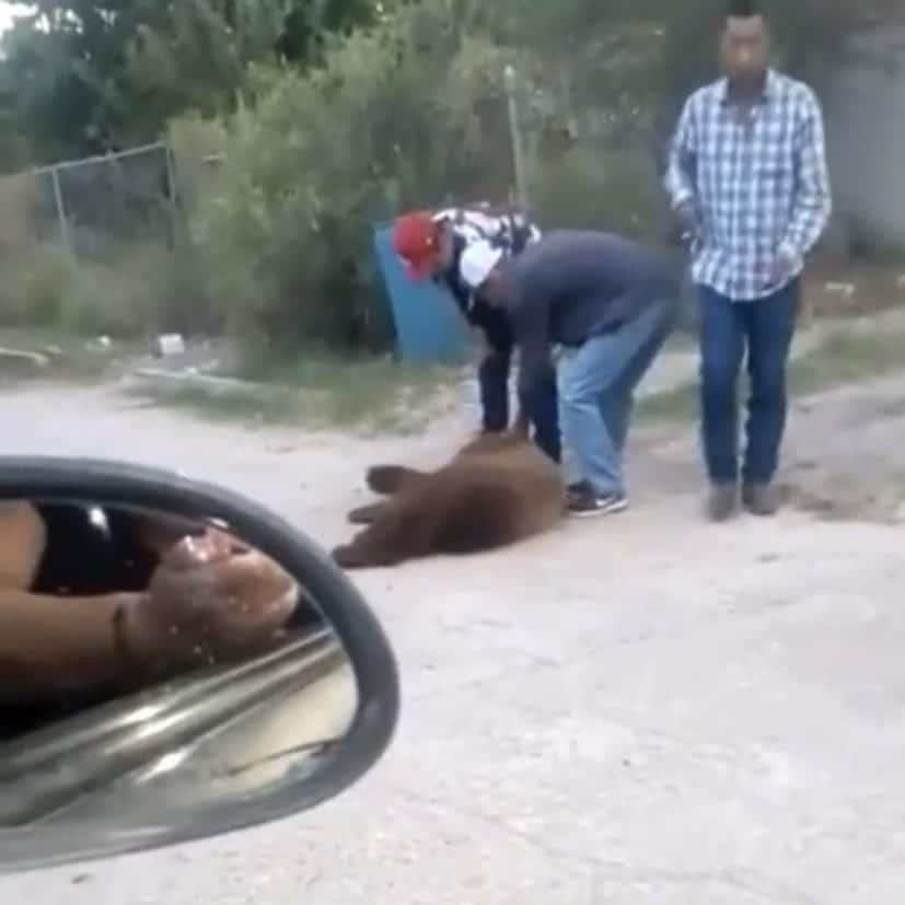 [VIDEO] Asesinan a osito que buscaba agua y comida en Cumpas, Sonora