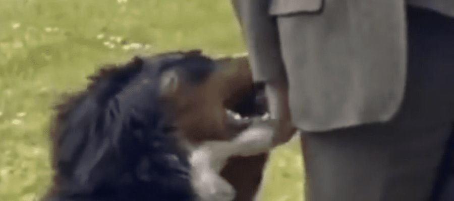 Viralizan a perrito de presidente irlandés, pedía al político su atención