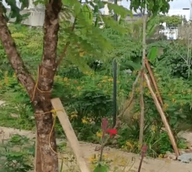 Refuerza Centro árboles en riesgo de caer en el malecón de Gaviotas