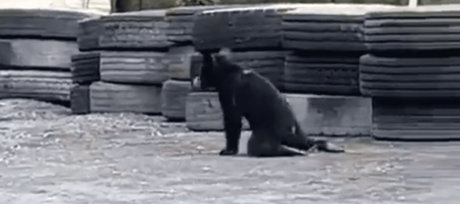 Disparan a osito de 7 meses en Nuevo León; lo captan arrastrándose