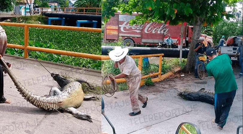 Salvan a cocodrilo de ser devorado por pobladores de Tepetitán