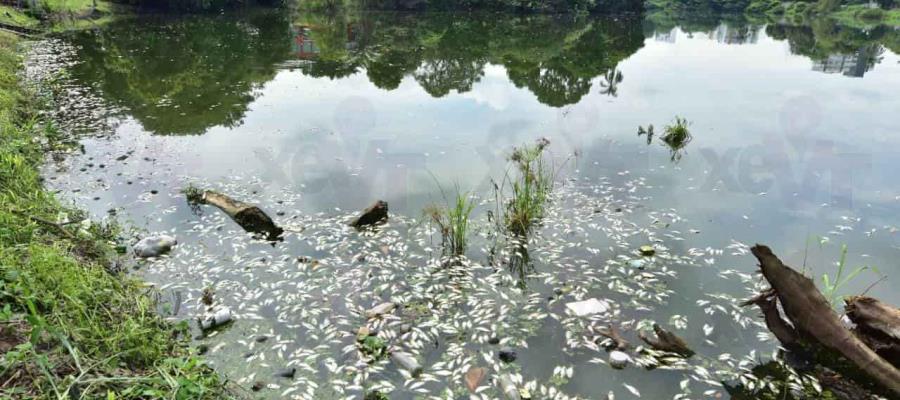 Denuncia Gaudiano ante Profepa contaminación y daño ambiental en laguna de Las Ilusiones
