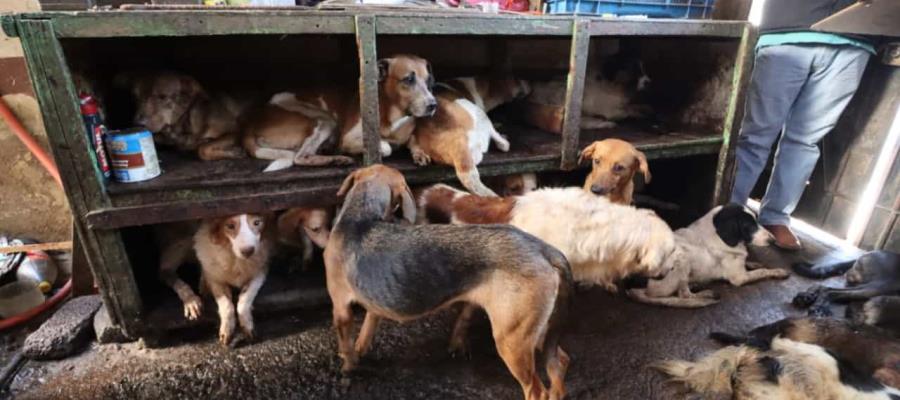 Rescatan a 95 perritos maltratados de una vivienda de Edomex