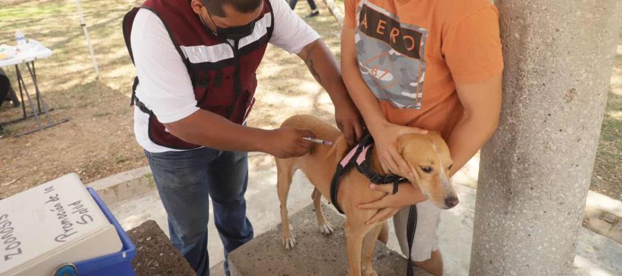 ¡Adiós a la rabia! Arranca este lunes programa de vacunación en Centro