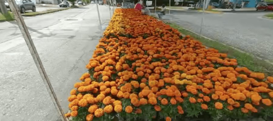 Llega a Villahermosa la tradicional flor de cempasúchil