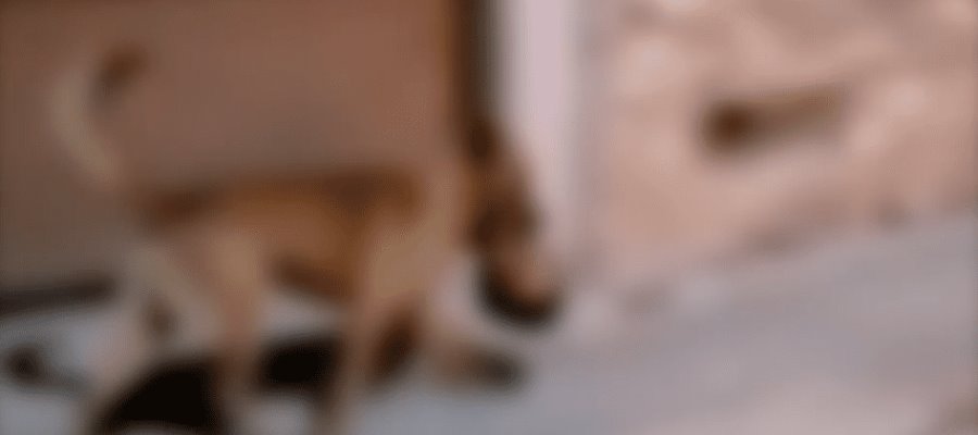 Graban a perro paseando cabeza humana en Zacatecas