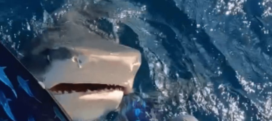 ¡La vio cerca! Mujer se salva de ser mordida por un tiburón en Hawái